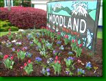 Click here to go to Woodland In Bloom Lilac and Tulip Festivals